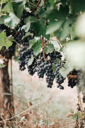 Clusters of ripe dark purple grapes hanging on the vine in a lush Italian vineyard at harvest time.