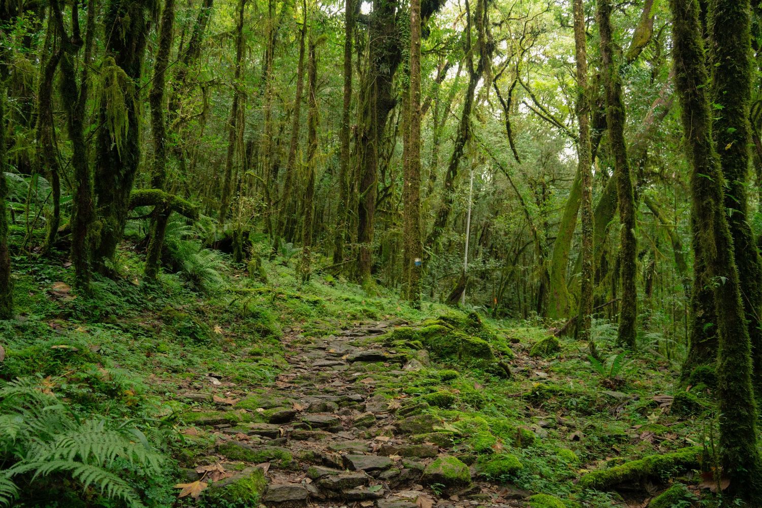 Mossy forest trail winding through dense green vegetation and tall trees.