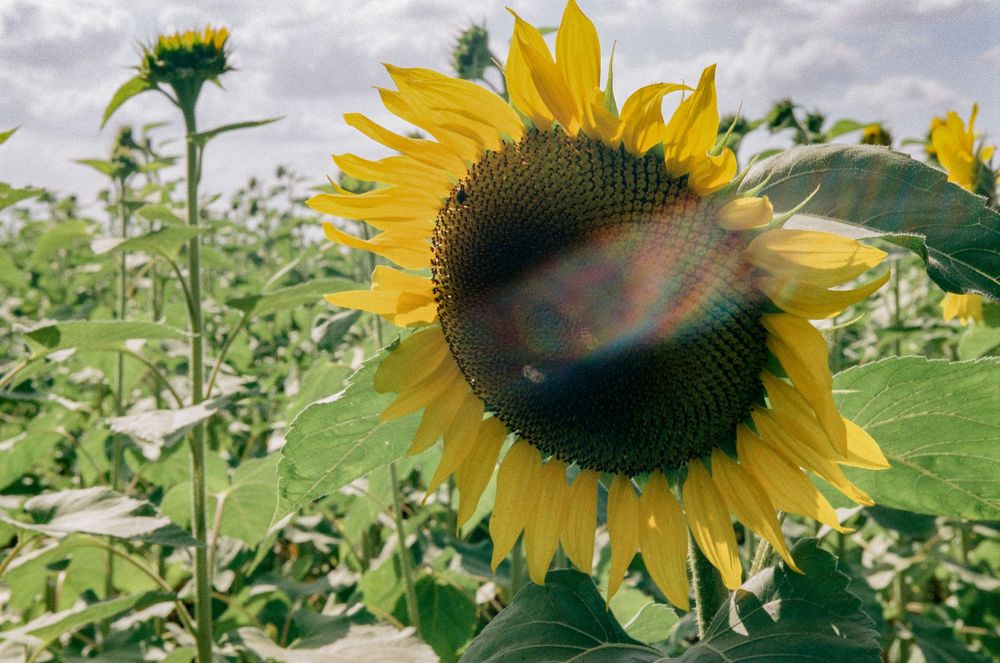 Close-up of a large sunflower head with dark center against green foliage background.
