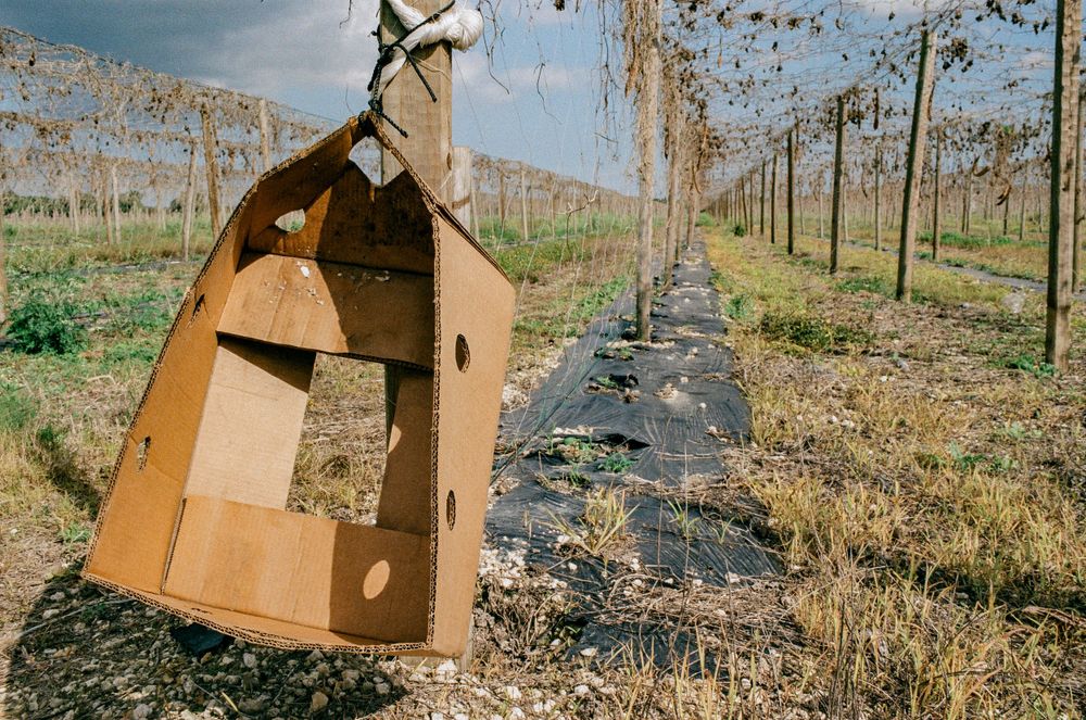 A wooden box hangs in a vineyard with rows of grapevines stretching into the distance.