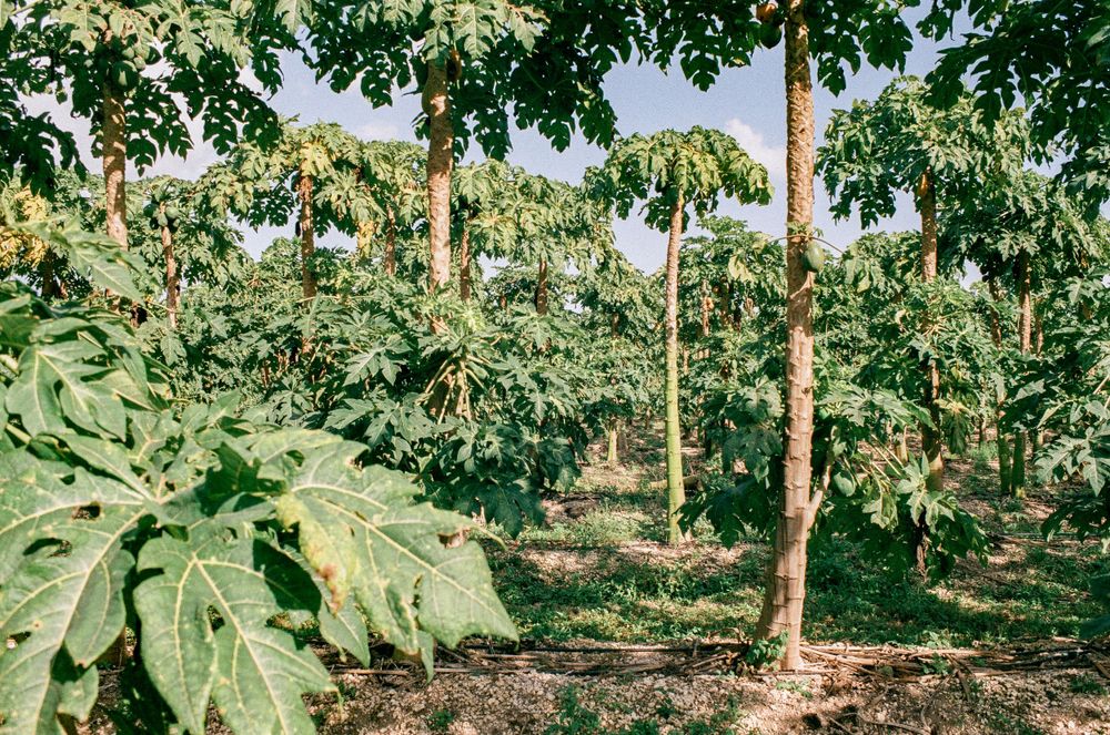 Lush tropical plants and trees growing in an organized agricultural plantation.