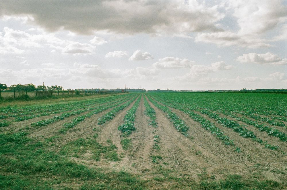 Neat rows of crops create parallel lines in a green agricultural field extending to the horizon.
