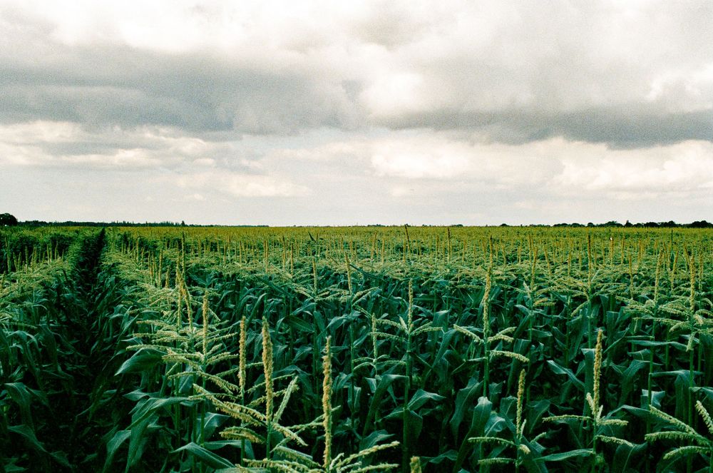 Rows of tall corn plants stretch across a vast green field under cloudy skies.