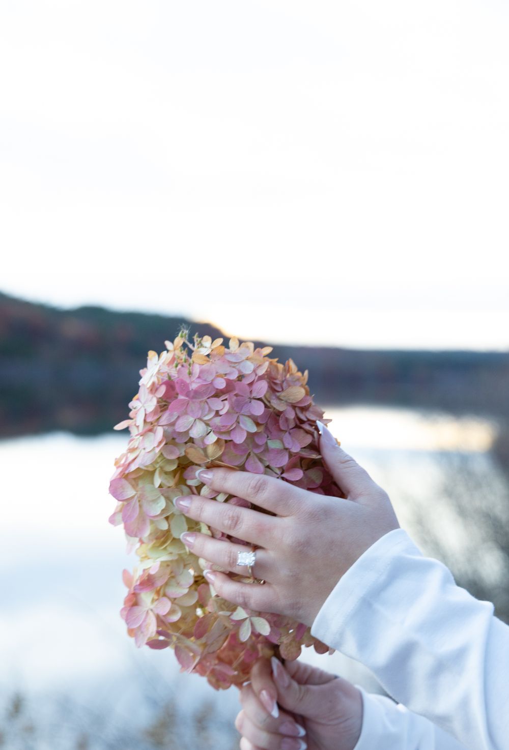 Hands holding a large dried pink hydrangea bloom with lake and hills in soft background.