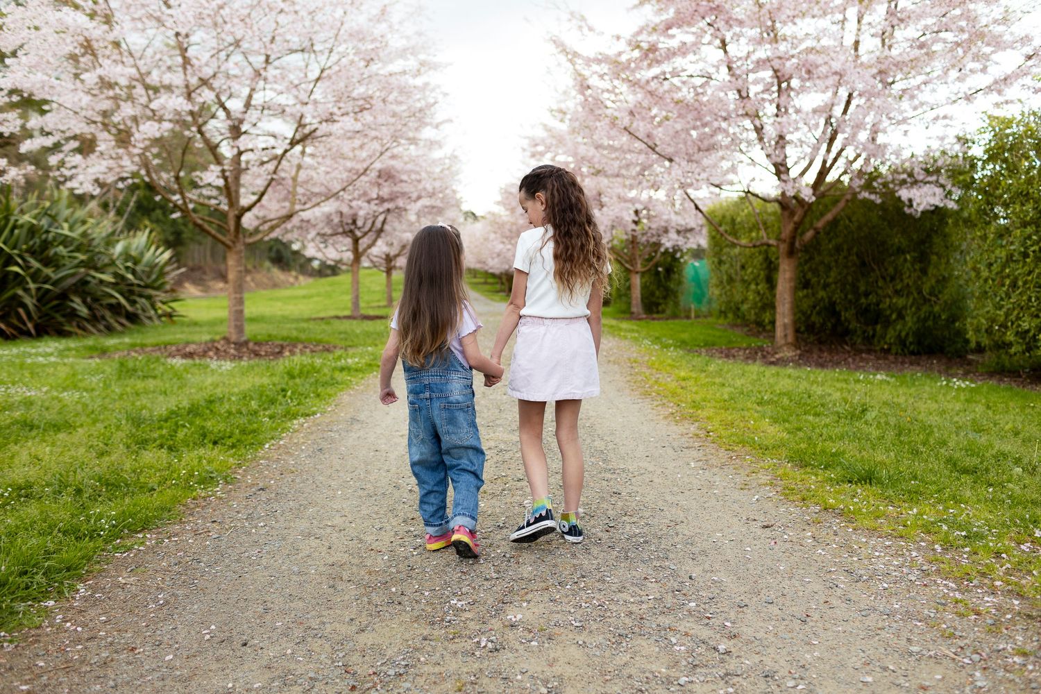 Two people walk hand in hand down a gravel path beneath blooming cherry blossoms on a spring day.