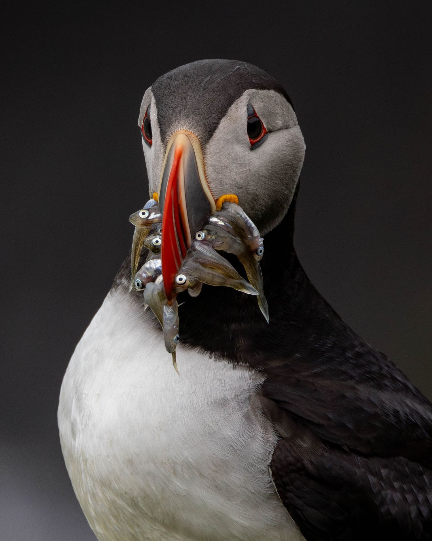 An Atlantic puffin with a mouthful of fish on his way to feed his family