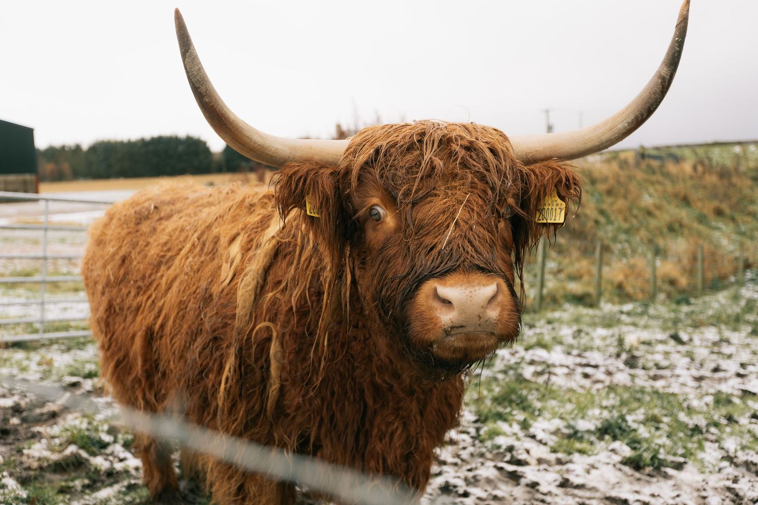 A shaggy Highland cow with long curved horns and a yellow ear tag stands behind a fence in a frosty field.