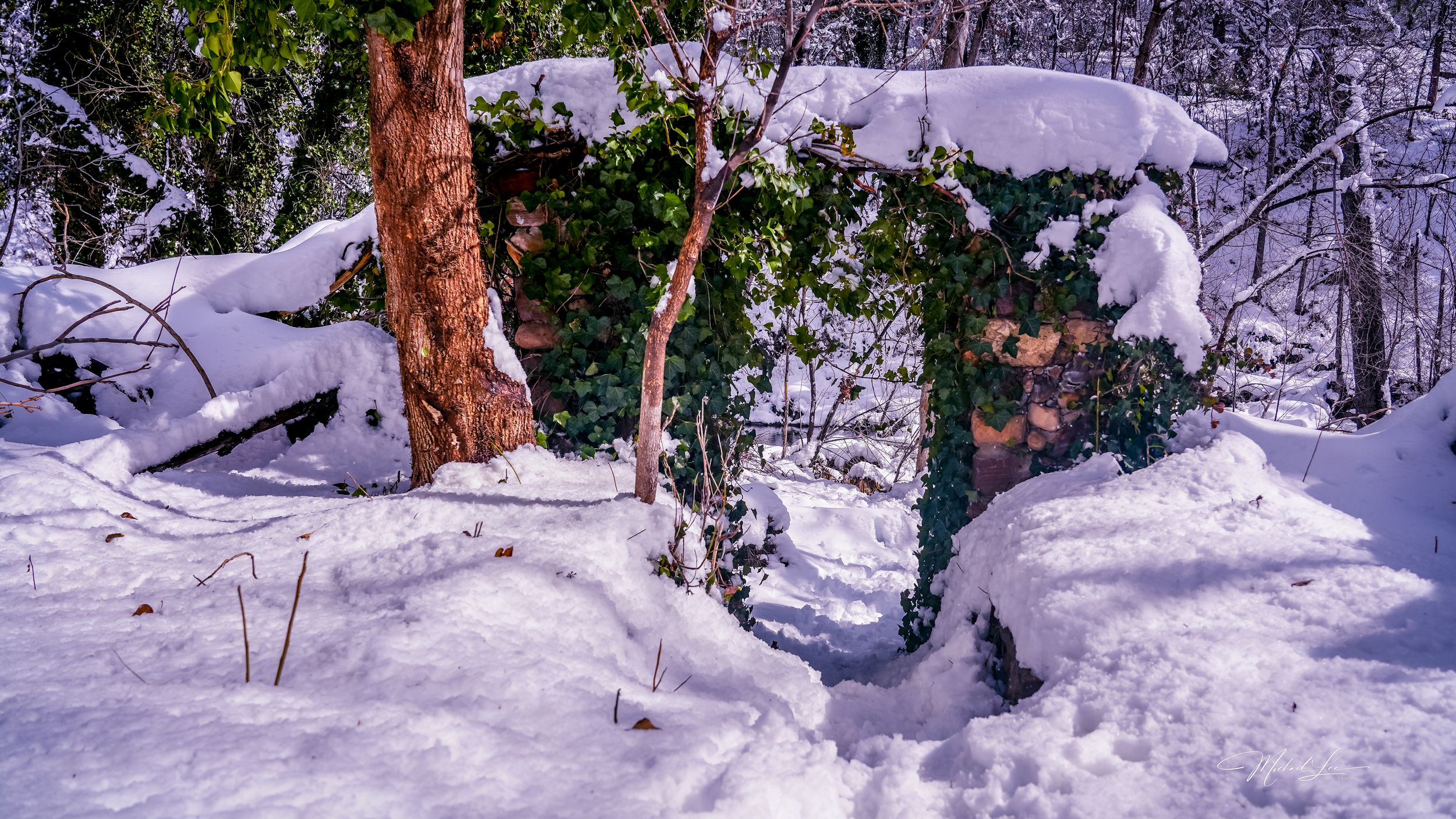Snow-covered trees and fallen logs create a winter woodland scene with deep snow drifts.