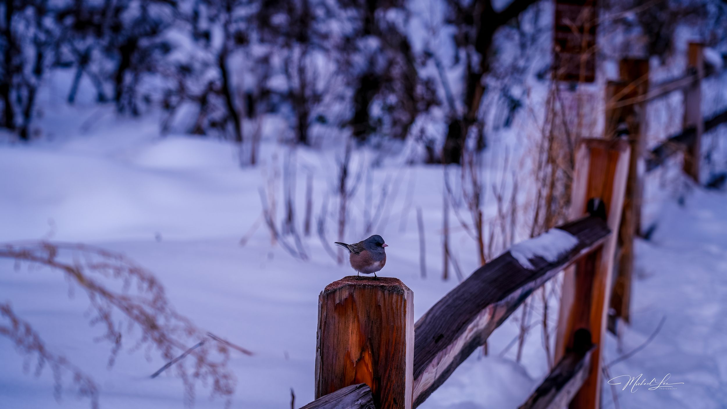 Small bird perched on a wooden fence post in a snowy winter landscape.