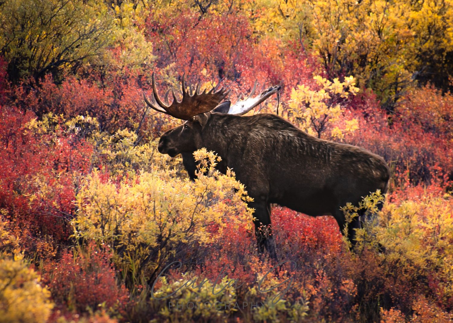 Mr. Moose in the Fall in Denali Park, Alaska September 2024