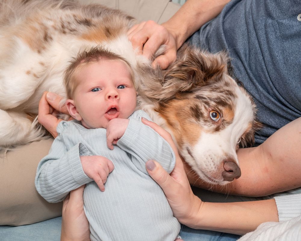 Baby in light blue clothing rests next to Australian Shepherd dog on floor while hands gently touch both.