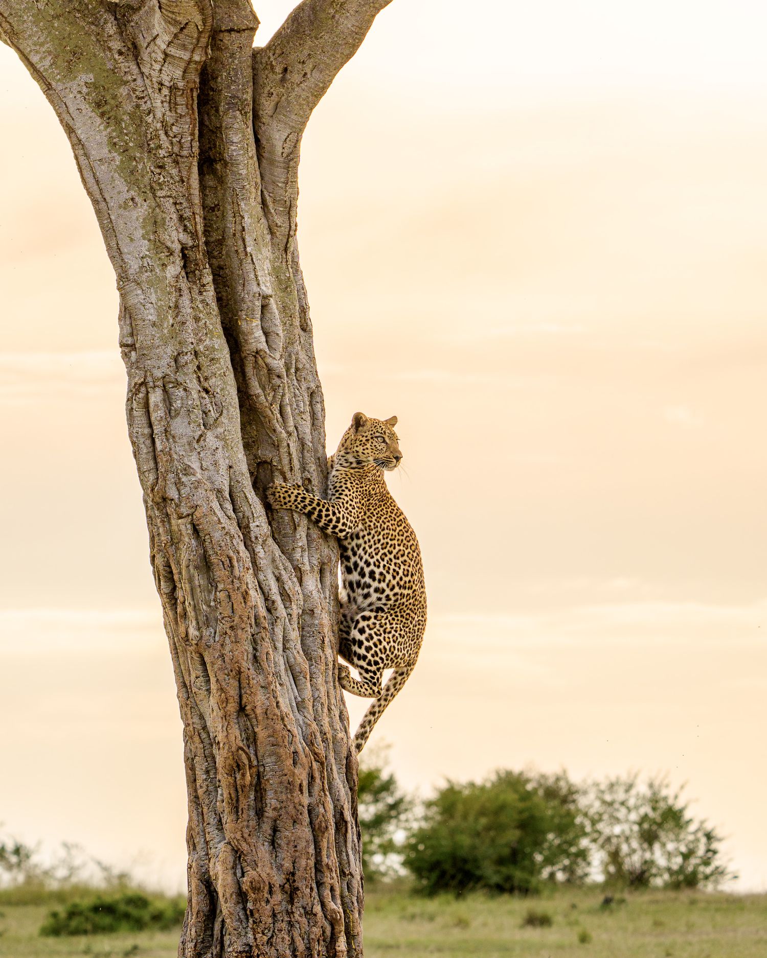 A leopard climbs up a large tree trunk in the African savanna during golden hour.