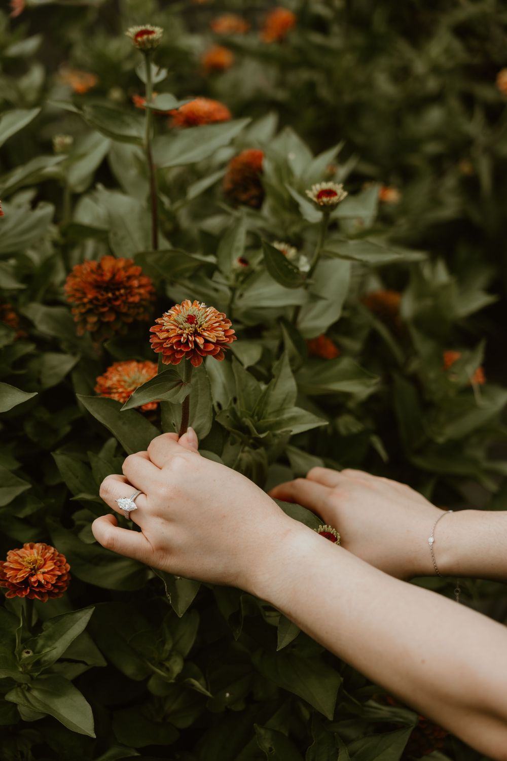 Hands with a diamond ring and bracelet gently touching orange zinnia flowers in a lush green garden.