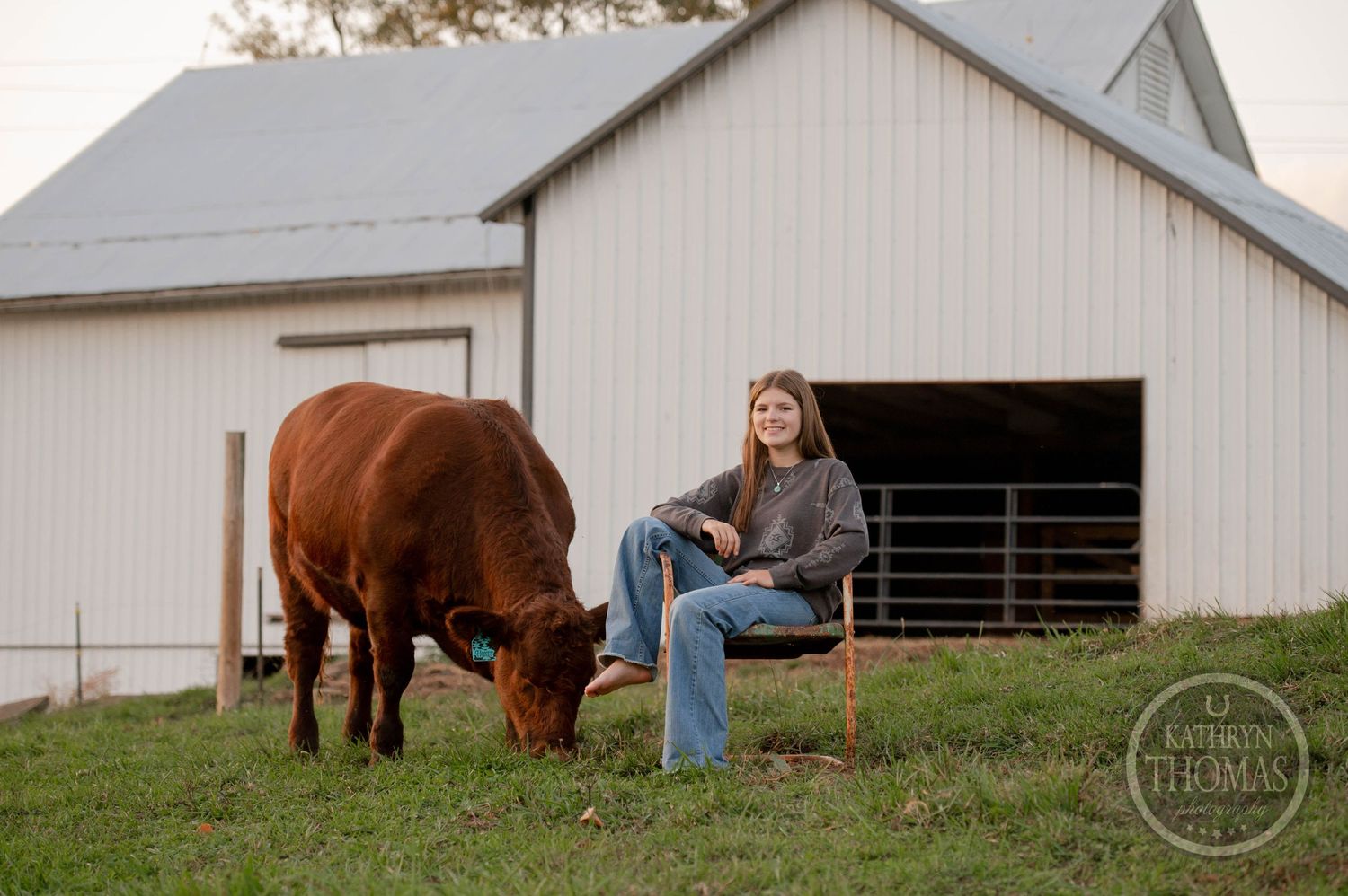 A brown cow grazes beside someone sitting on a wooden crate near a white barn.