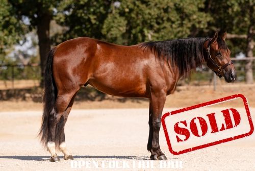Briggs Performance Horses