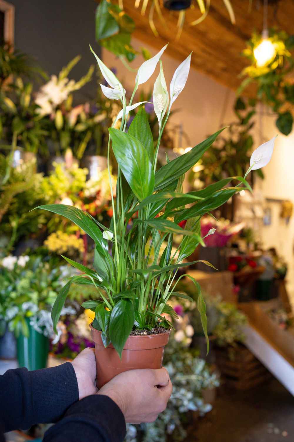 Hands holding a potted peace lily plant with white flowers in a garden shop with warm lighting and other plants in background.