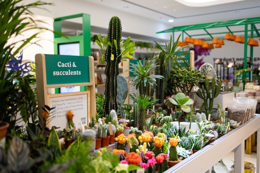 Colorful display of cacti and succulent plants for sale in a retail garden center with green shelving units.