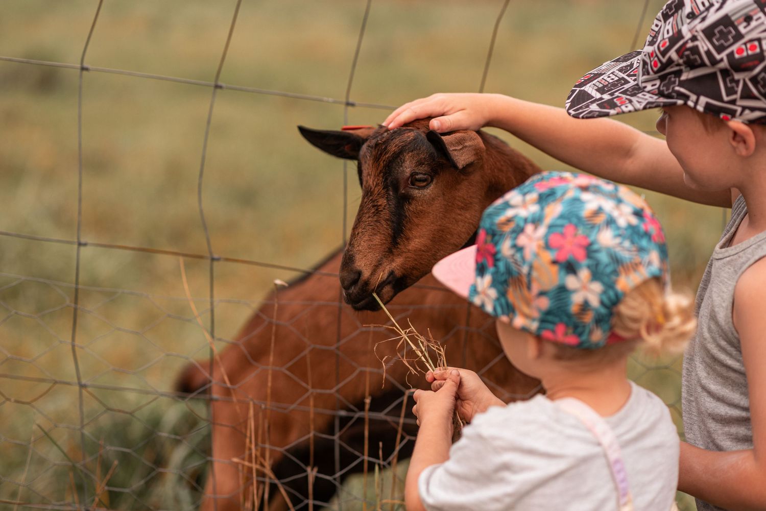 A young child pets a brown baby goat through a wire fence while being supervised.