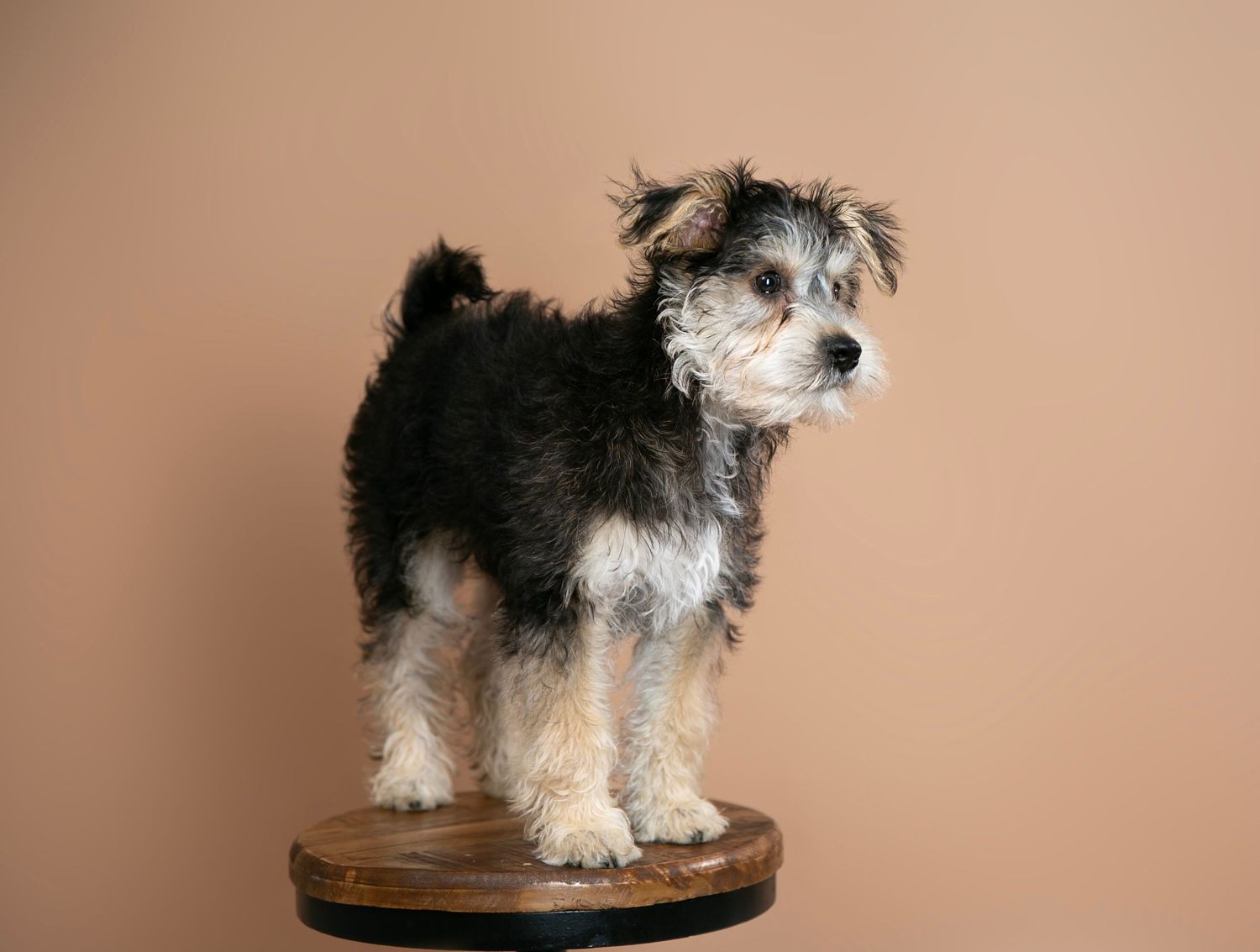 Professional pet portrait of a dog taken in a Bradenton-Sarasota photography studio — high-end studio dog photo by local pet photographer