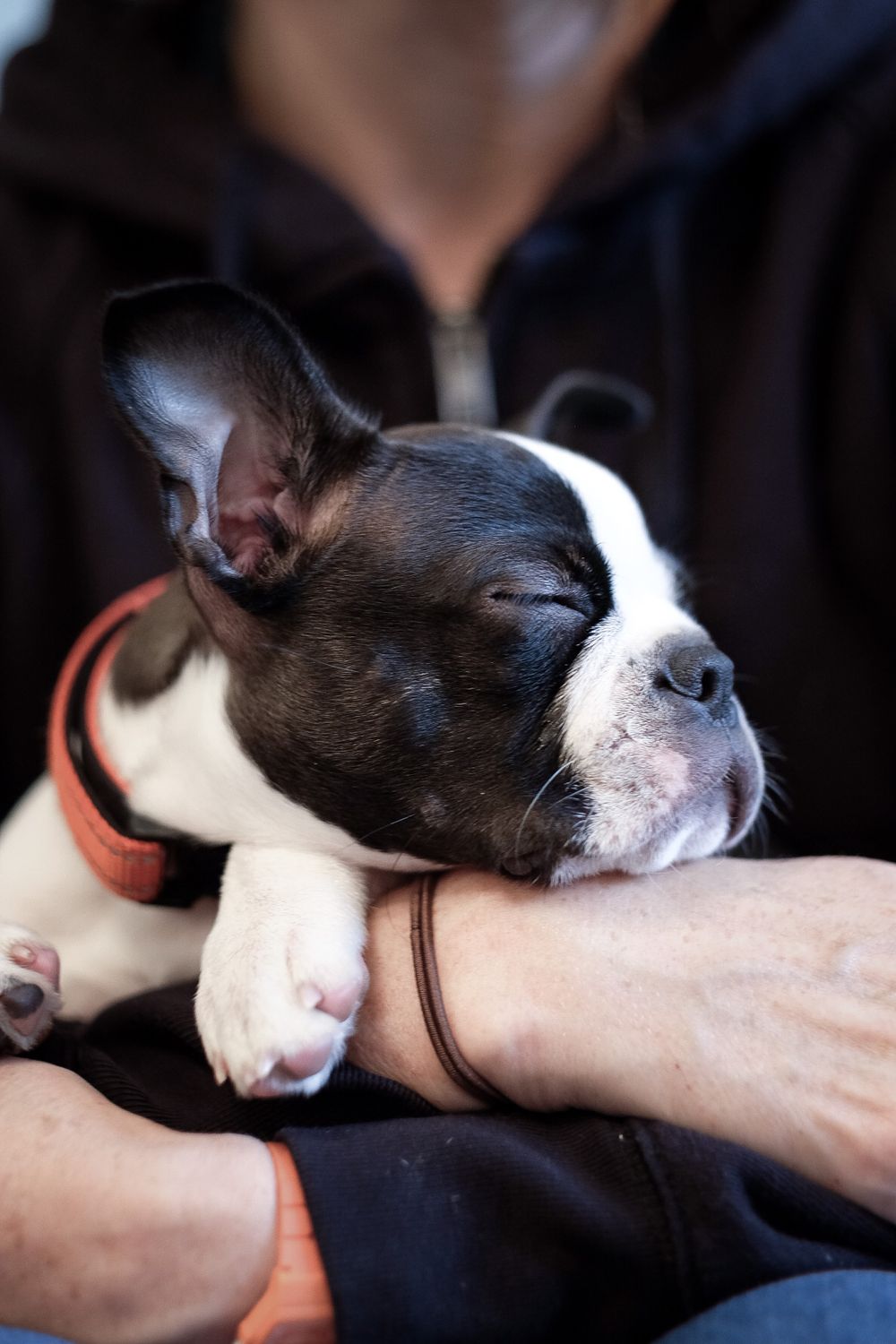 Black and white Boston Terrier dog sleeping peacefully on someone's arm.