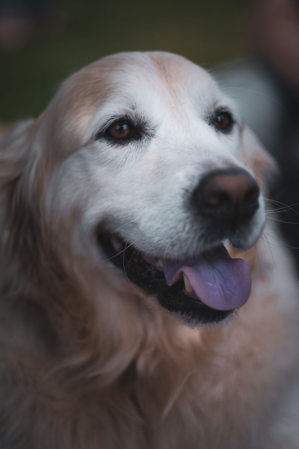 Series of close-up shots showing white dog's face from different angles.
