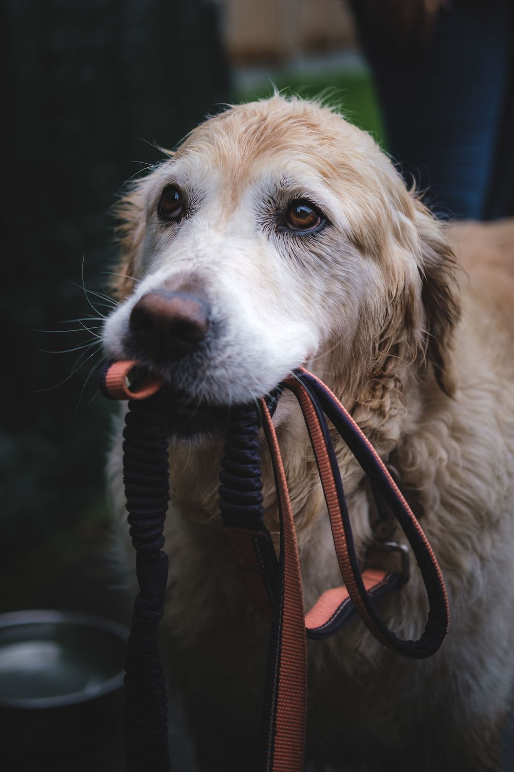 Close-up sequence of a golden retriever dog holding multiple brown leashes in its mouth.