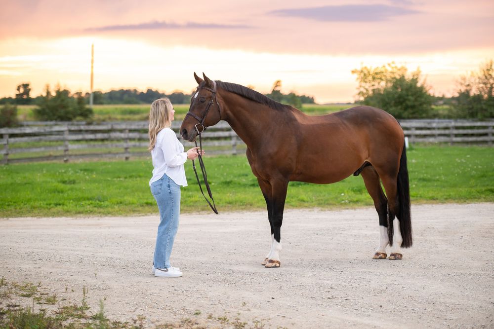 Person leading brown horse in outdoor arena at sunset with multiple images showing the training session.