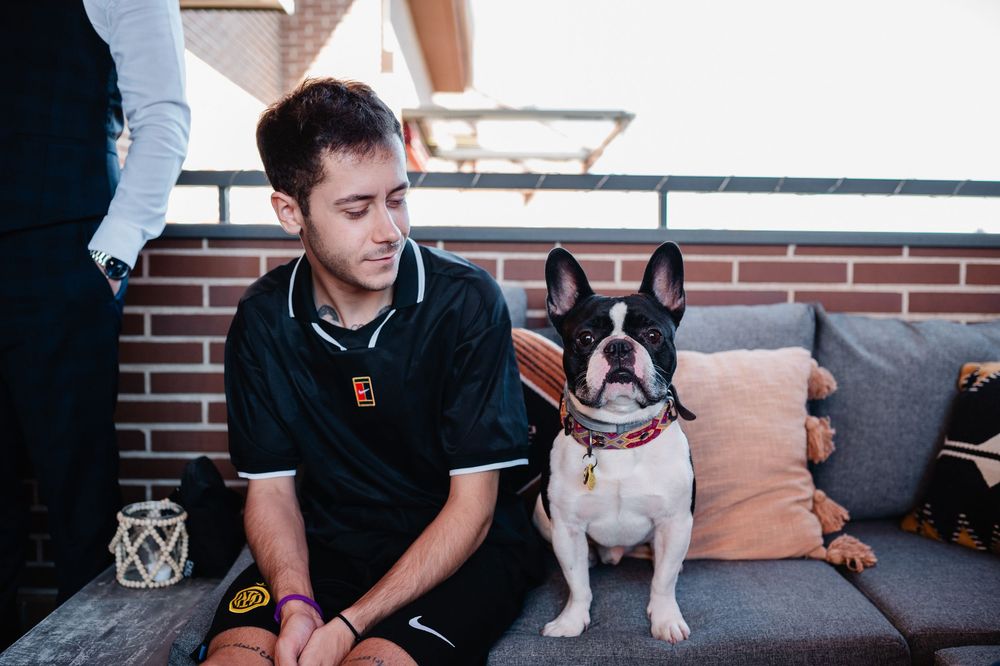 A French Bulldog sits attentively on a gray couch next to someone wearing a black polo shirt.