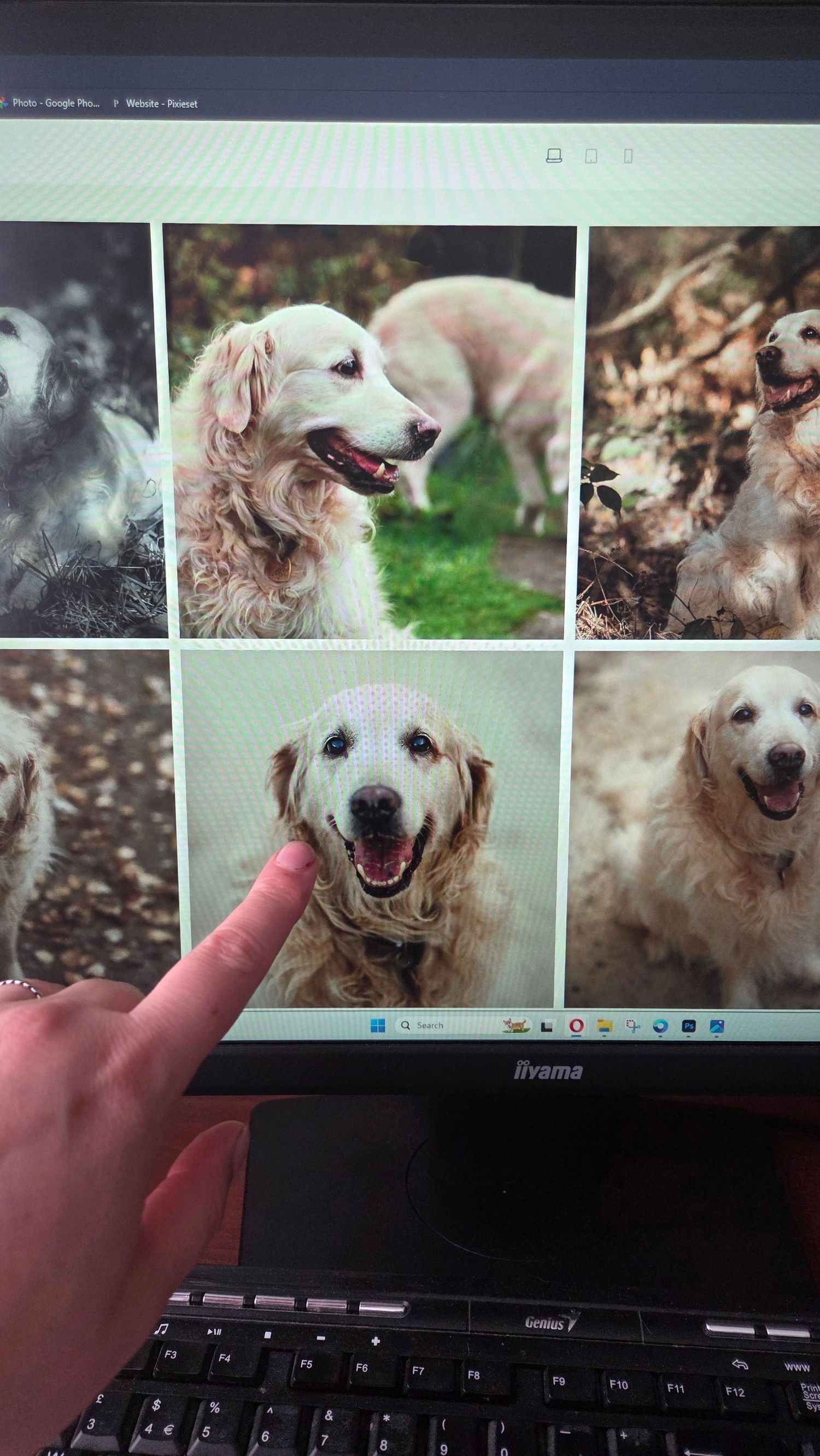 Barnsley, dog photography, woodland, autumn