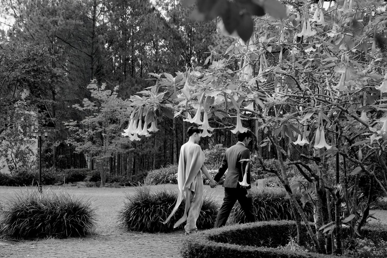 Couple walking through a lush garden with hanging angel trumpet flowers in black and white.