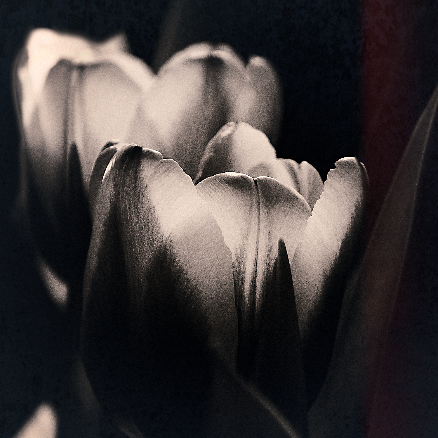 Tulpen monochrom im Gegenlicht 2 Blütenkelche in bräunlichem Ton und interessanter Beleuchtung von hinten
