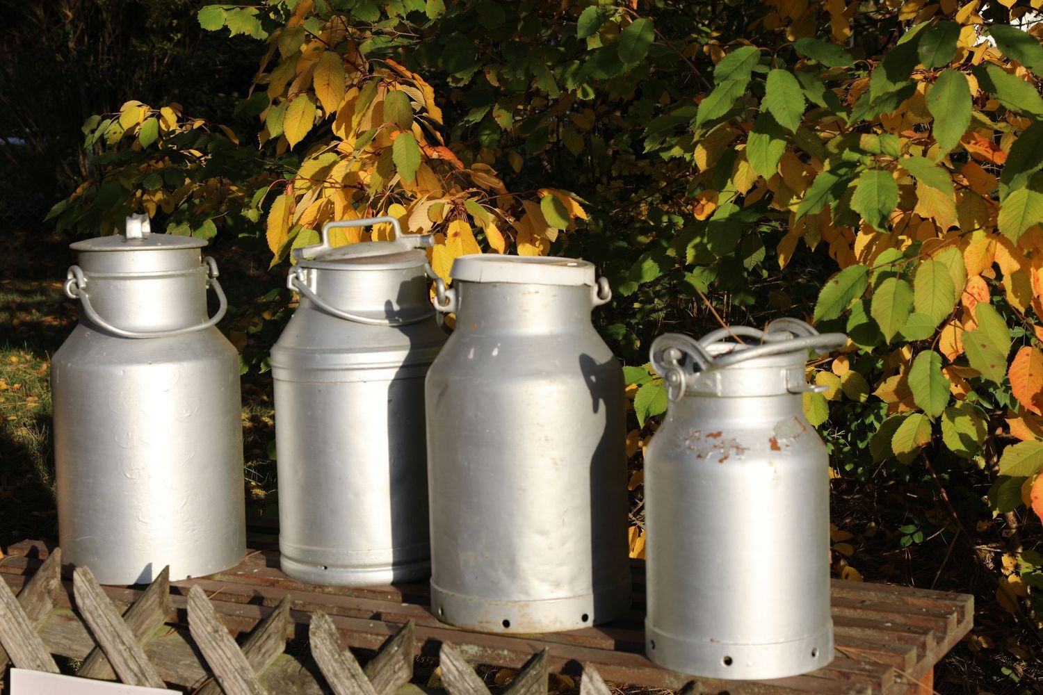 Milchkannen vor buntem Herbstlaub Stillebenszene mit Erinnerungswert