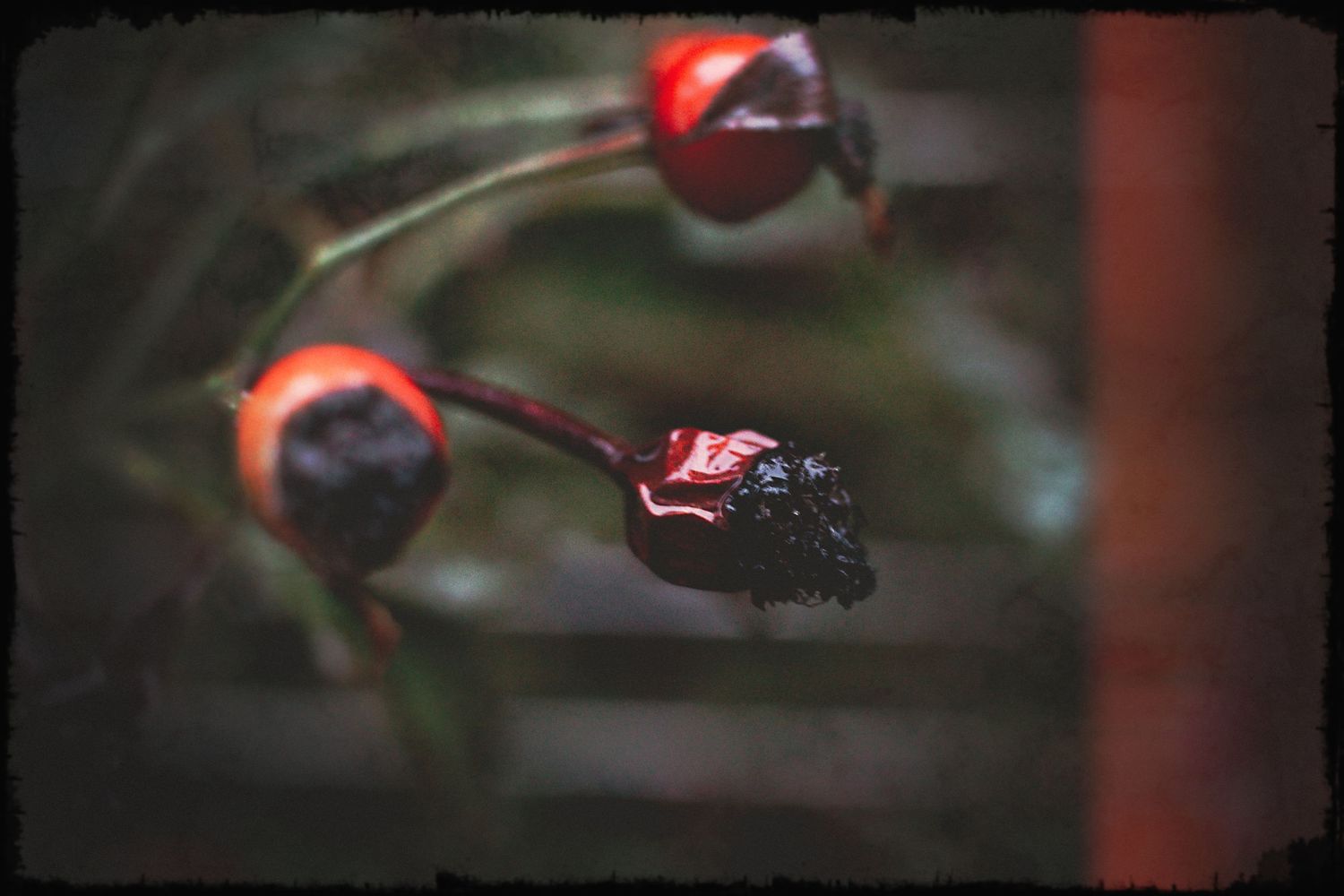 Red and black berries growing on a branch in a garden setting.