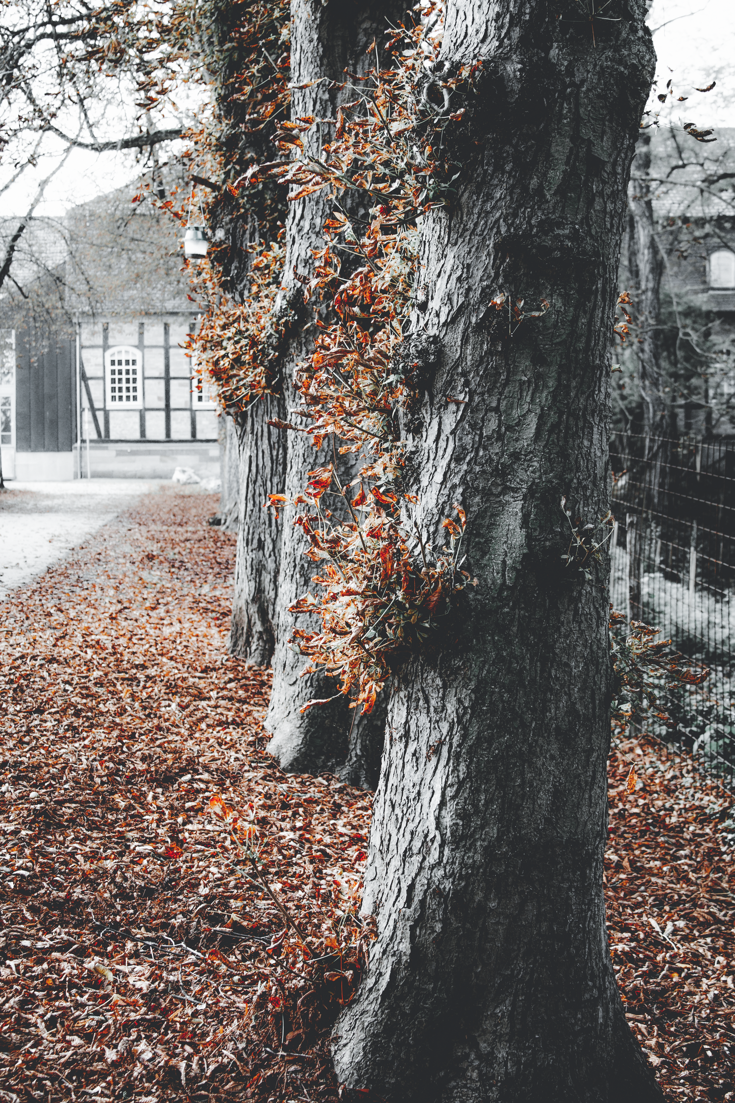 Selective color photo showing orange autumn leaves against black and white trees and a traditional Tudor building.