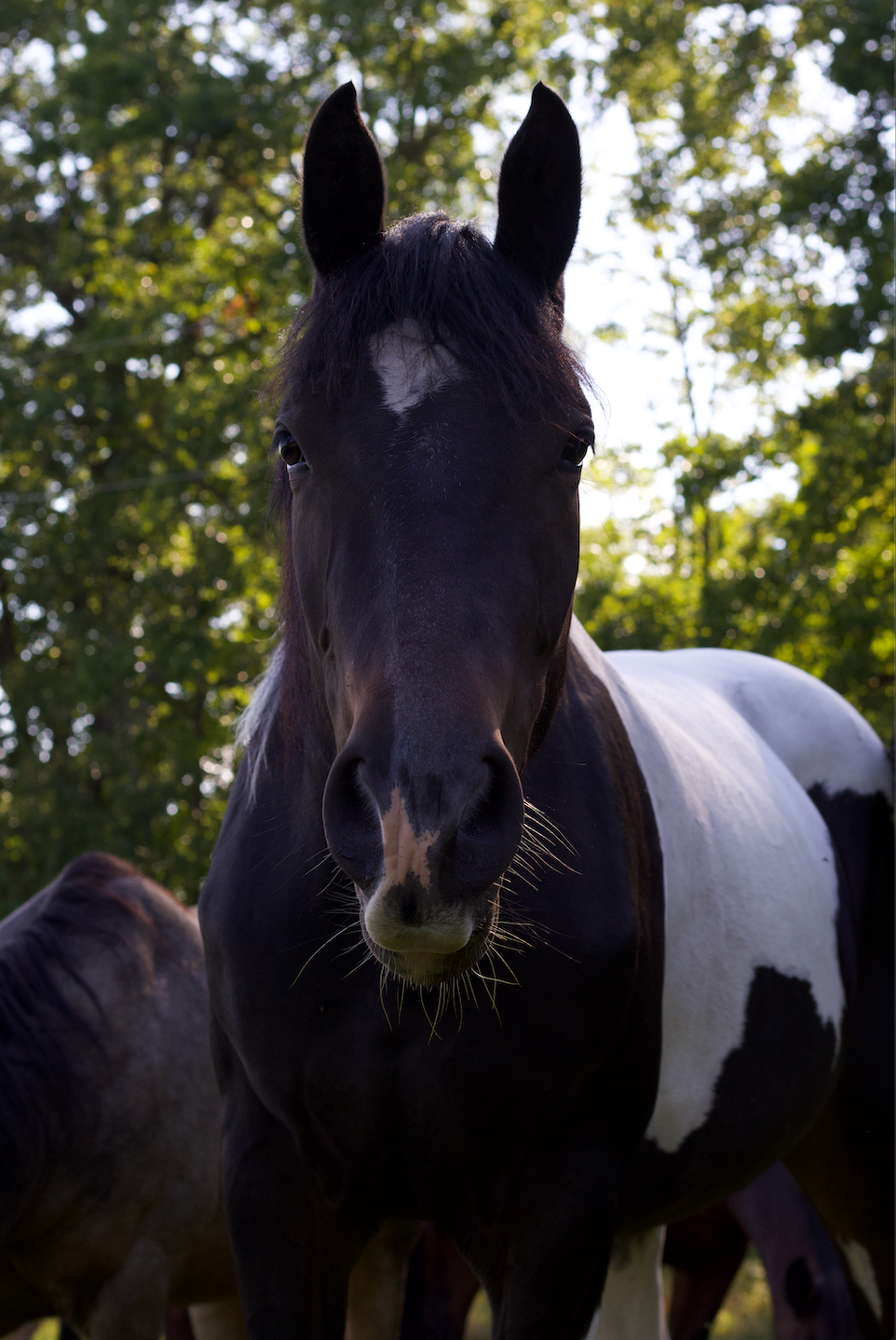 A close-up portrait of a black and white paint horse standing in front of green trees in sunlight.