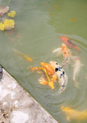 Colorful koi fish swimming in a pond with rippling water.