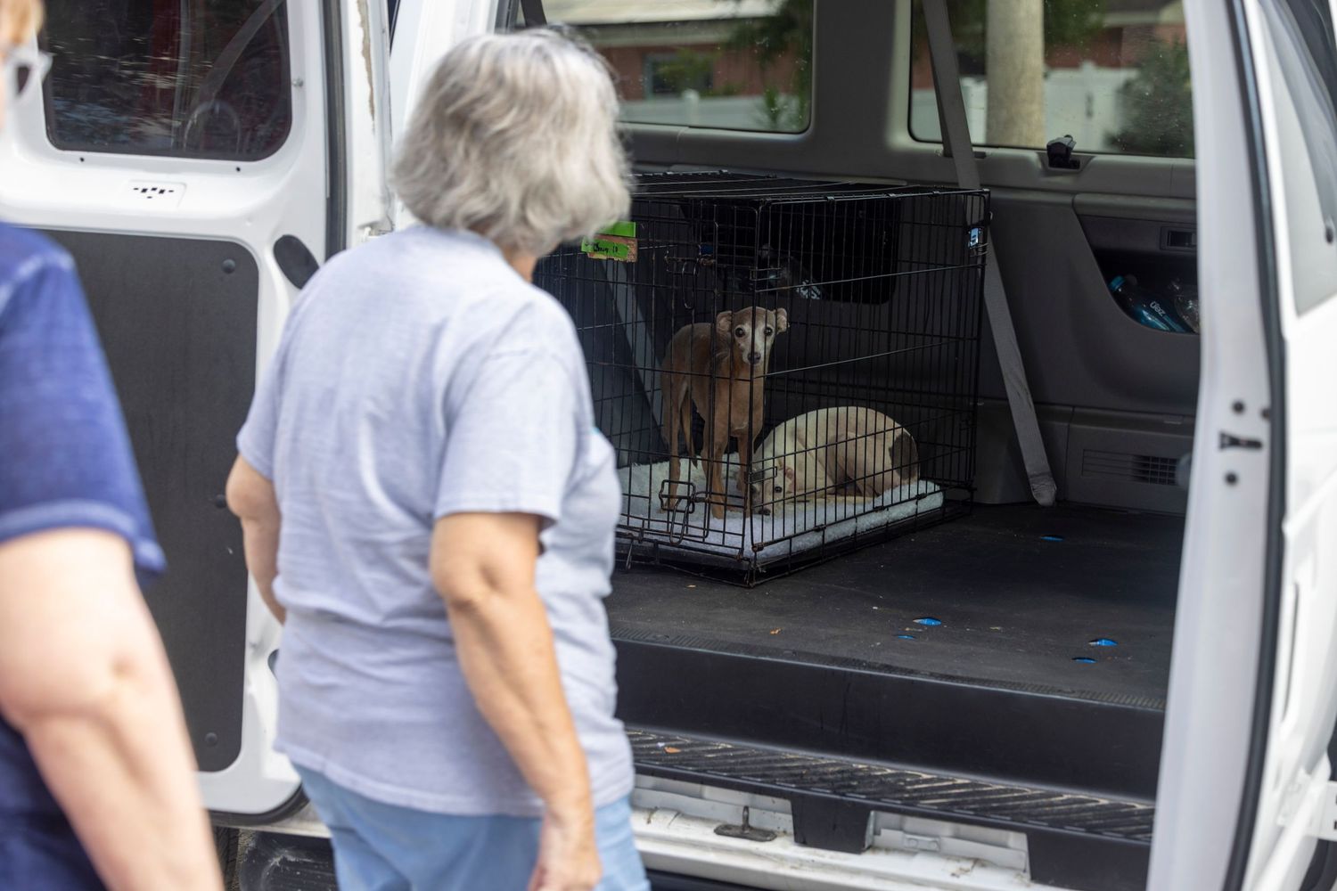 A small, terrified Italian Greyhound huddled in the corner of the crate during transport