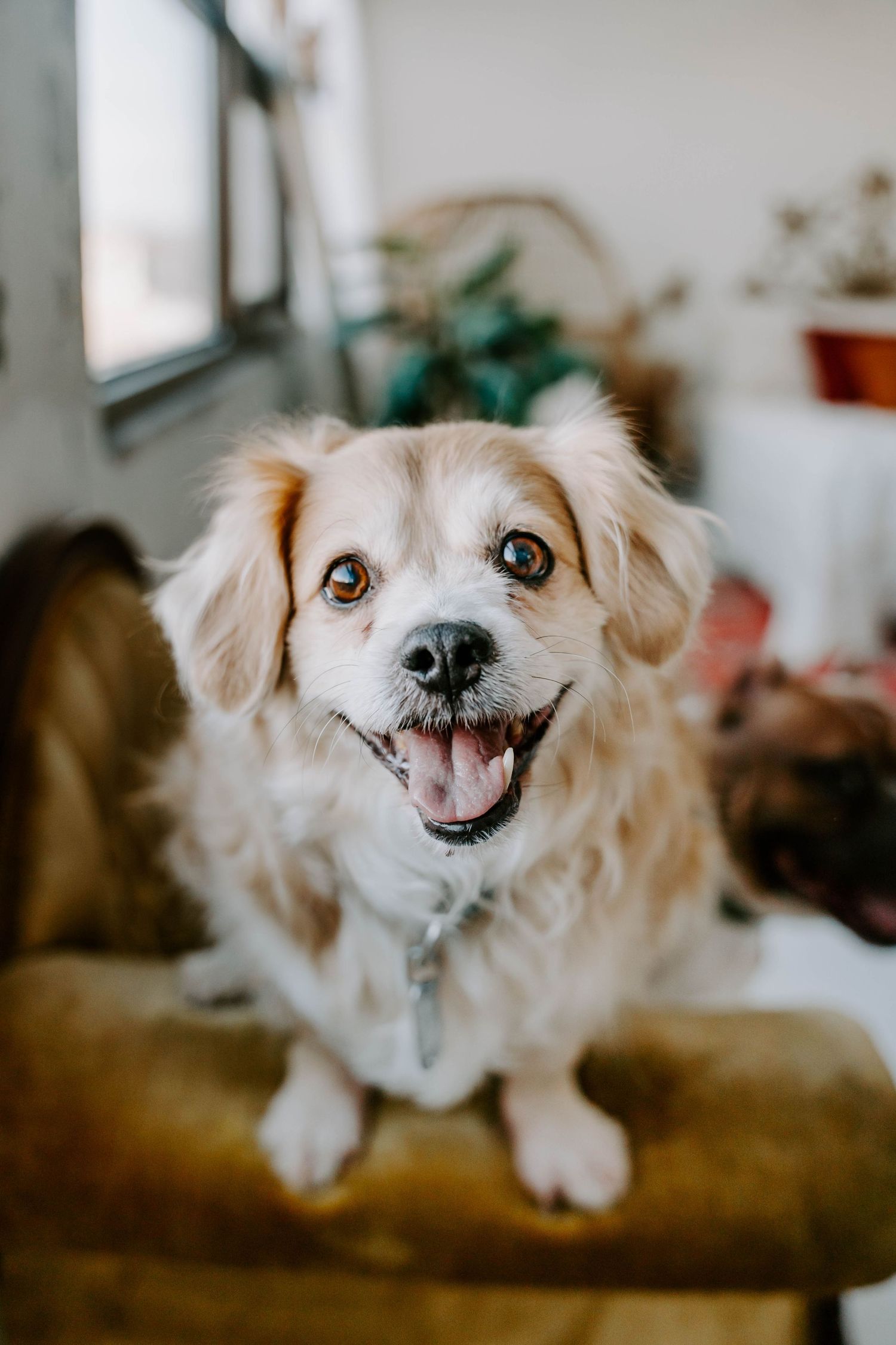 Small white fluffy dog smiling at camera while sitting on brown couch.