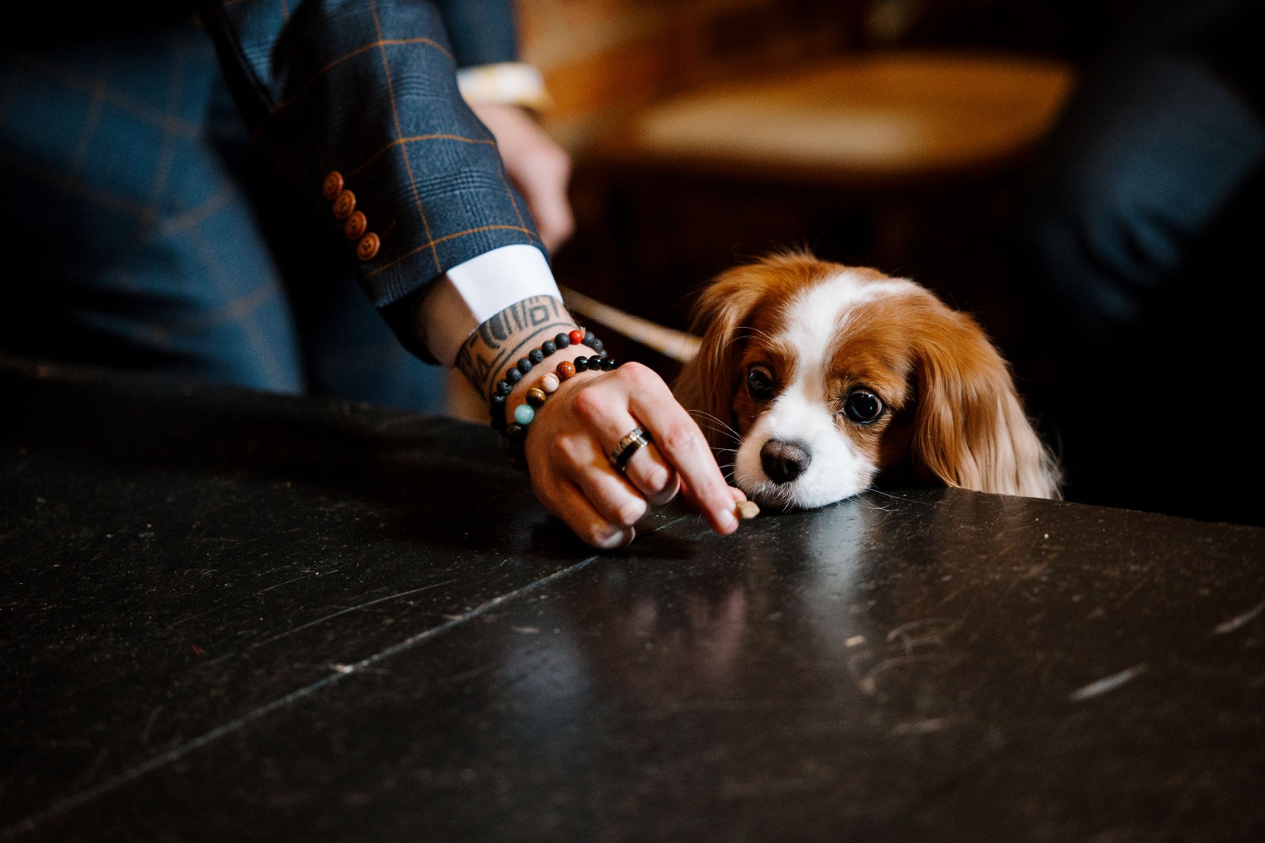 A brown and white dog peeks into frame at a dark wooden table.