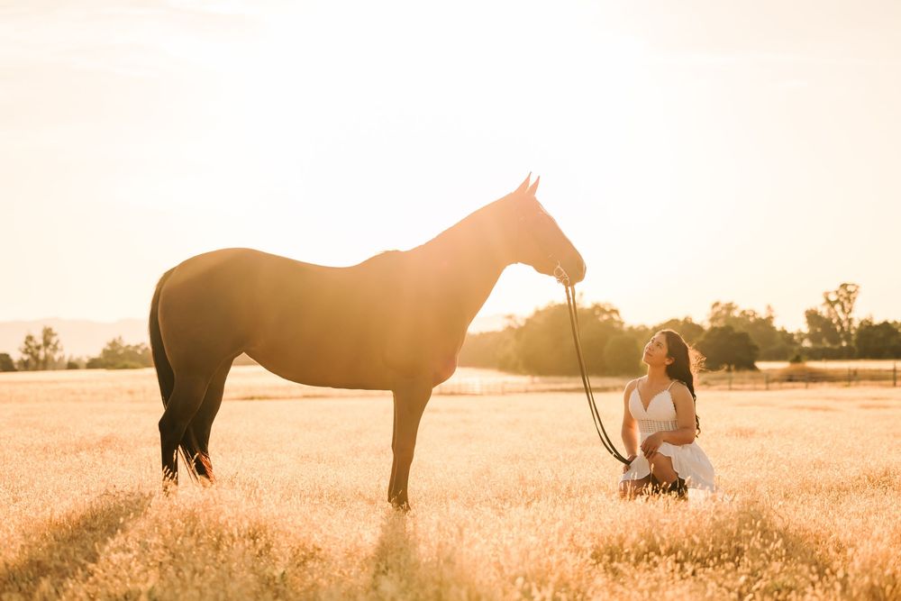 Silhouetted horse and human figures stand together in a golden sunset field against a warm glowing sky.