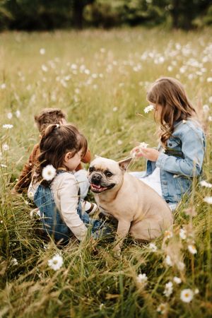 Happy children playing with a smiling French Bulldog in a wildflower meadow on a sunny afternoon.