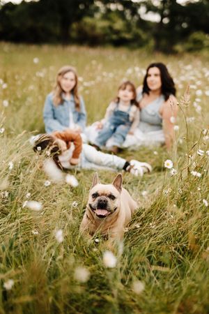 French Bulldog poses in foreground of family portrait in a field of white wildflowers.