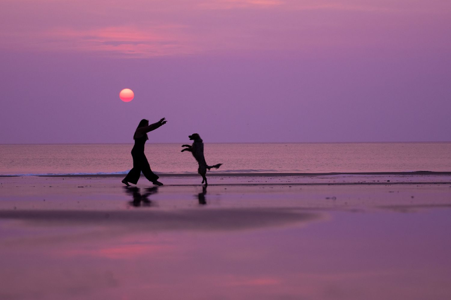 Silhouette of person and jumping dog playing on a beach during a stunning purple sunset. Pet Photo by Xenophon Photography in Maine.