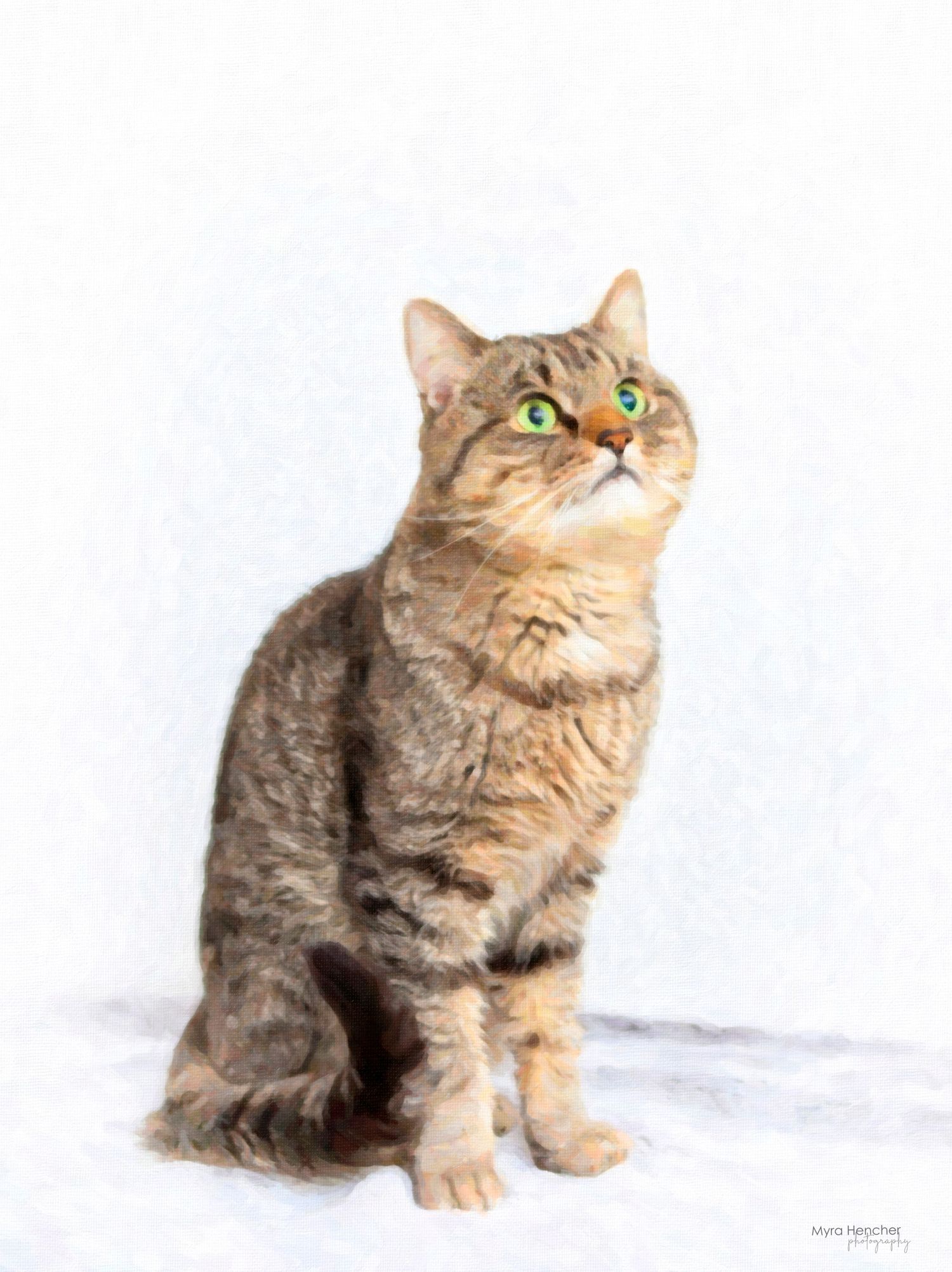 A striped tabby cat is photographed in various poses on a black couch against a dark background.