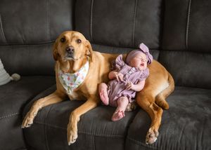 Golden dog wearing a bandana lounges on dark leather couch next to baby in pink clothes.