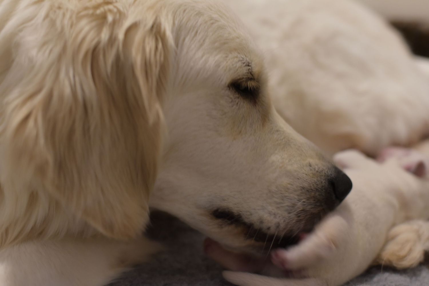 Health tested Golden Retriever from proven show lines