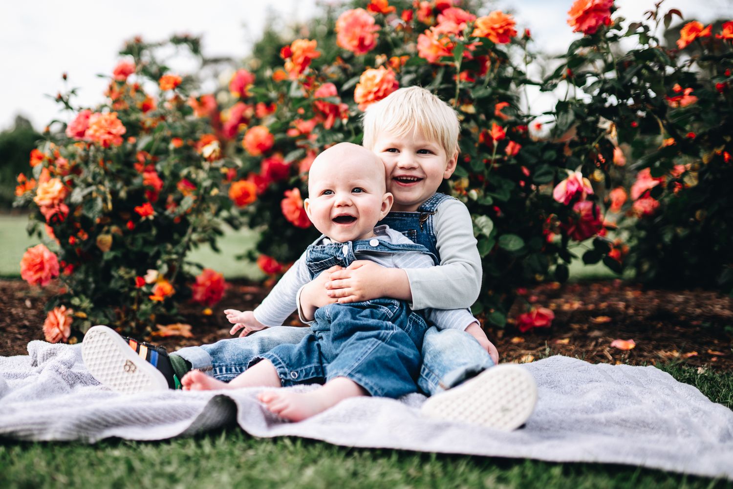 Siblings cuddle and laugh together while sitting on a blanket near blooming red roses in Melbourne during a family photo session in Spring.