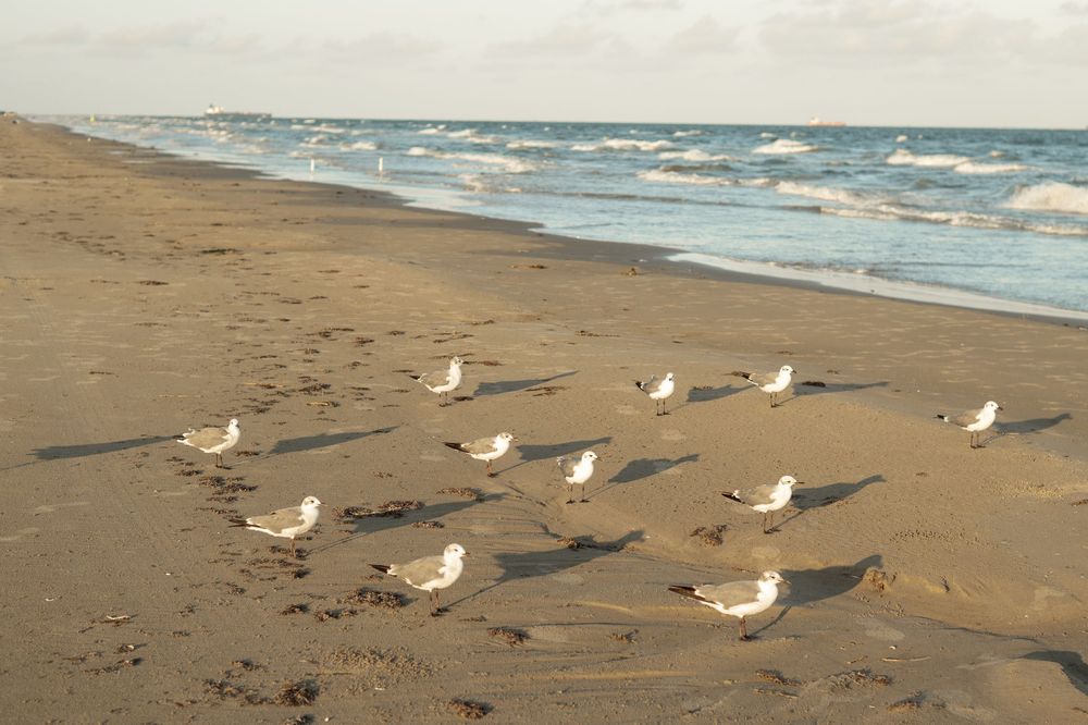 Flock of seagulls standing on a sandy beach with ocean waves and blue sky in the background.