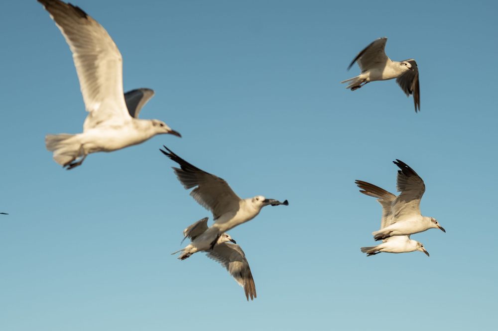 Flock of seagulls soaring gracefully across a bright blue sky with their wings spread wide in formation.