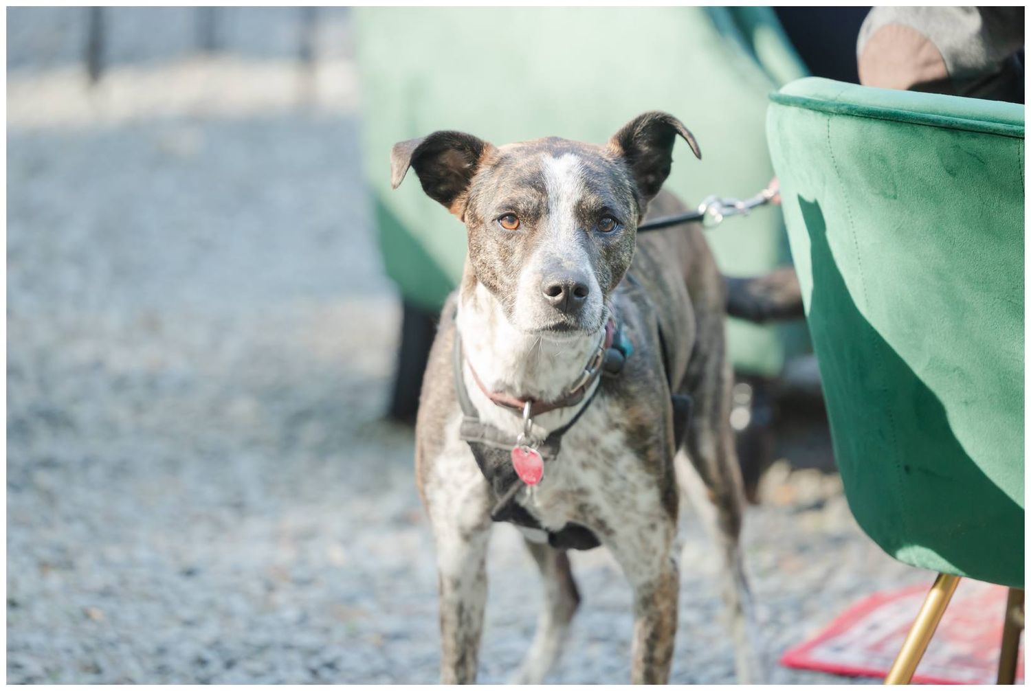 A brindle and white dog wearing a bandana stands attentively in front of a green background.